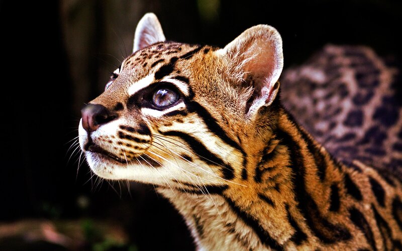 close-up of an ocelot