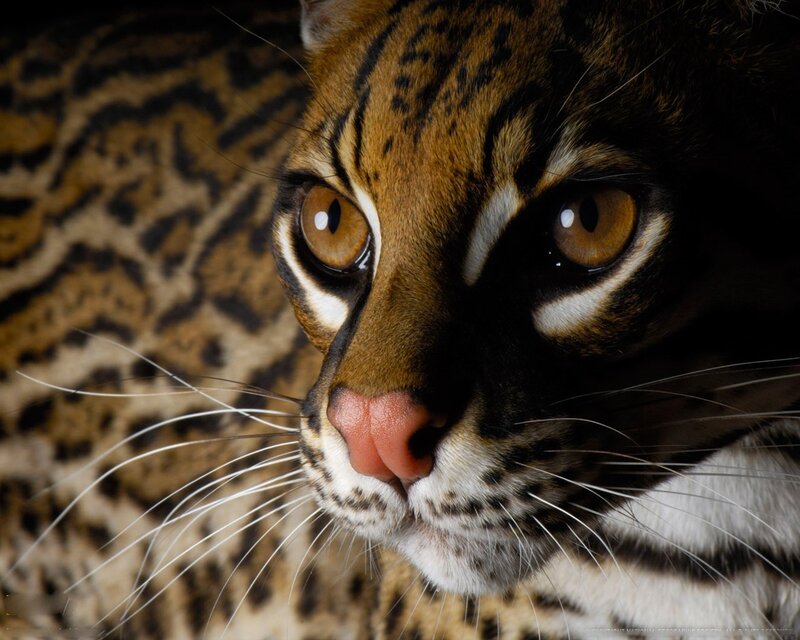 Close-up of an ocelot