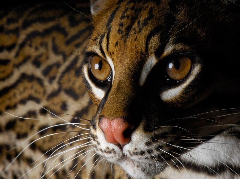 Close-up of an ocelot's face