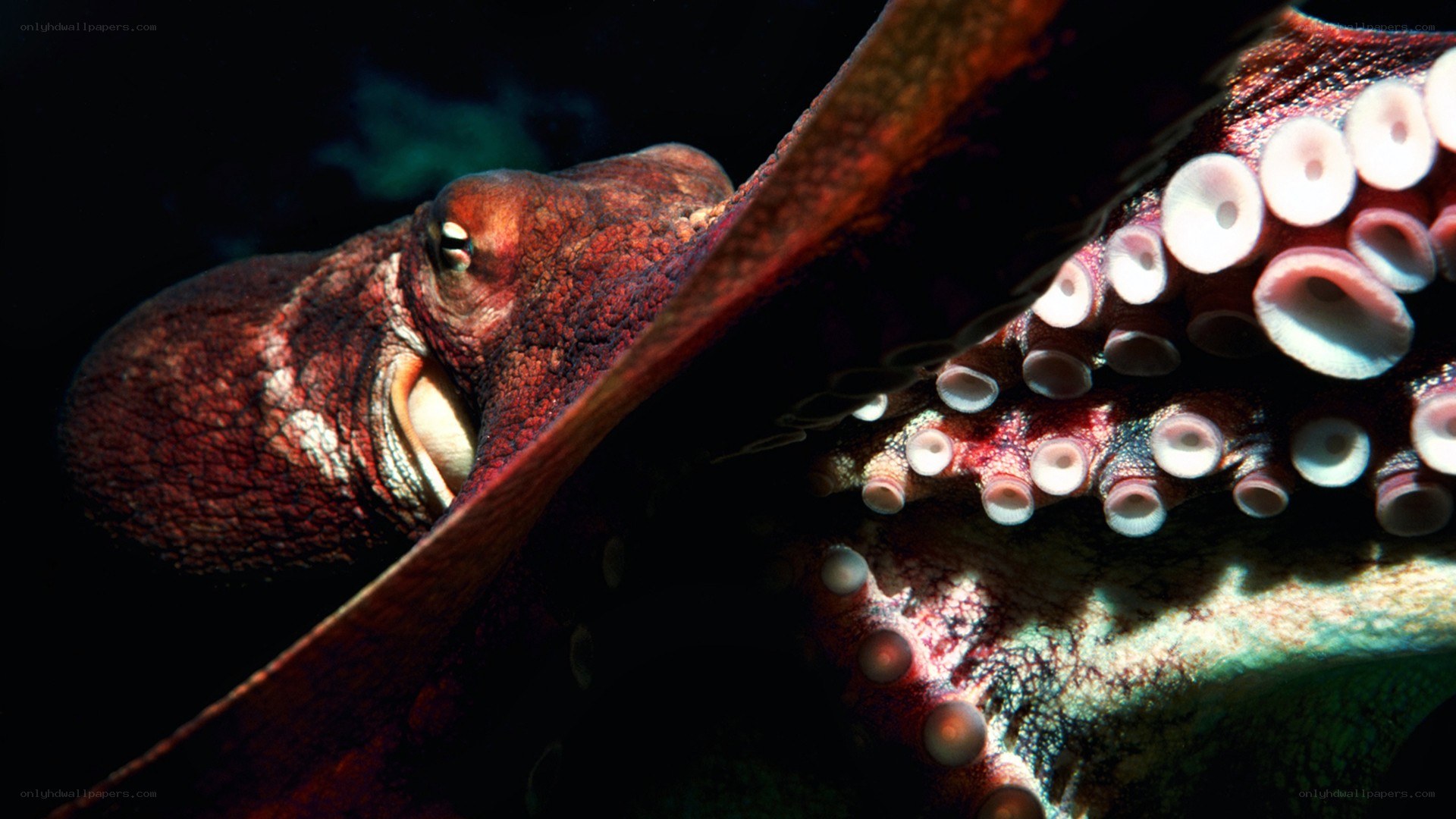 Close-up of an octopus