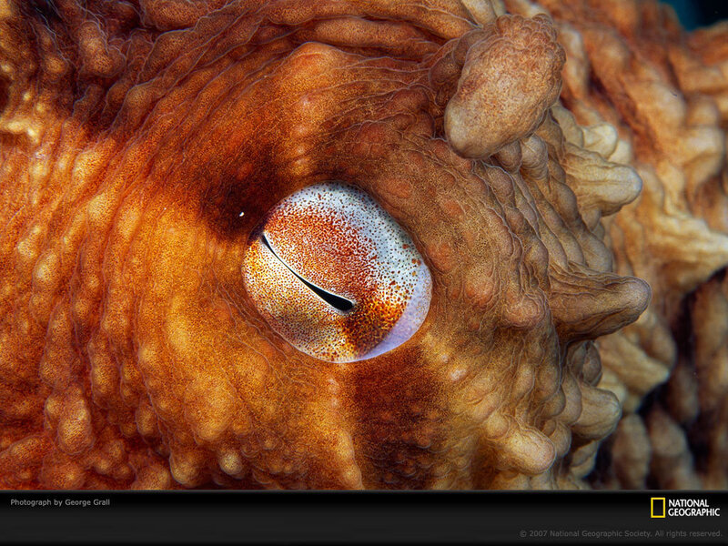 Close-up of an octopus eye