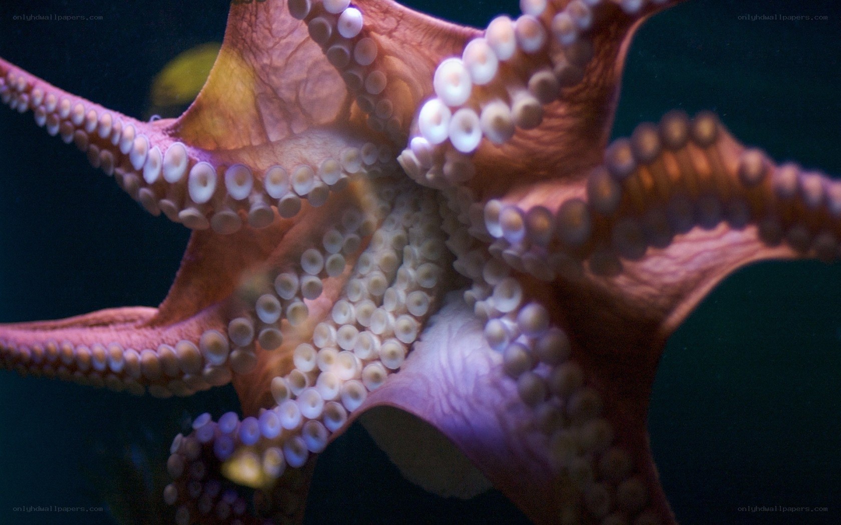 Close-up of an octopus