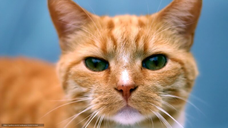 Close-up of an orange cat