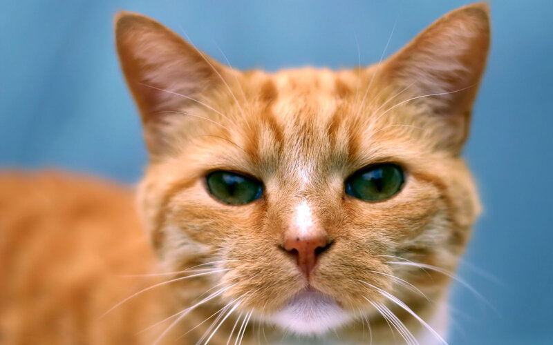 Close-up of an orange cat