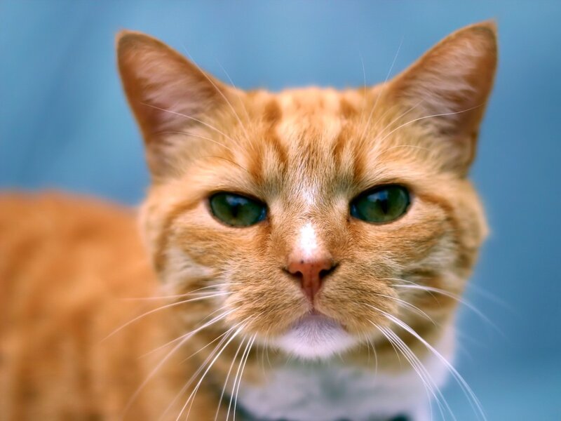 Close-up of an orange cat