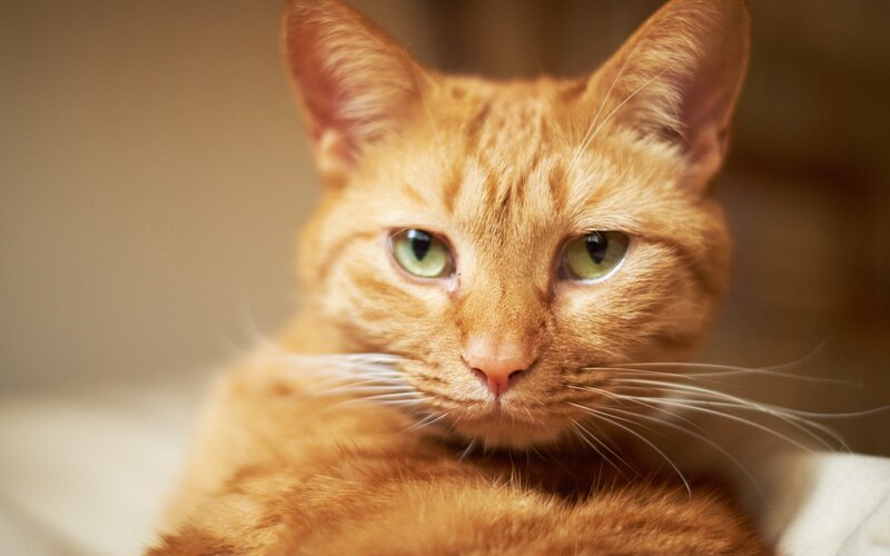 Close-up of an orange cat