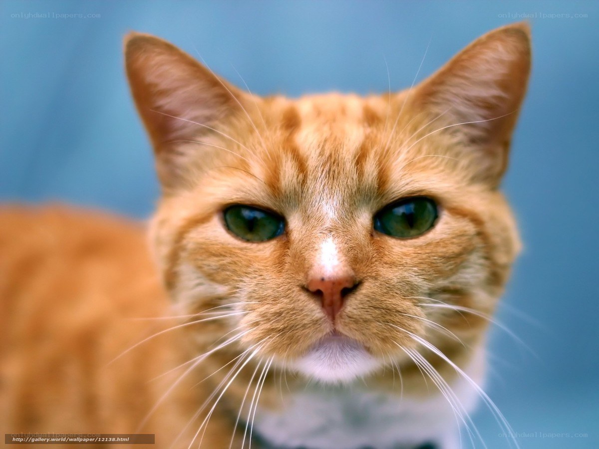 Close-up of an orange cat