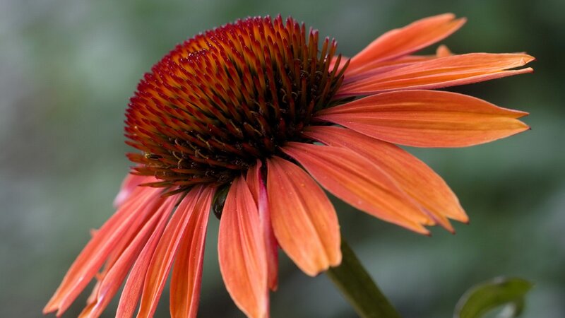 Close-up of an orange coneflower