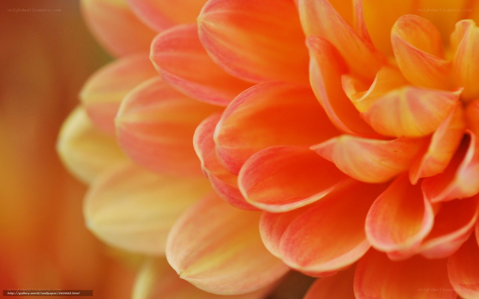 Close-up of an orange dahlia