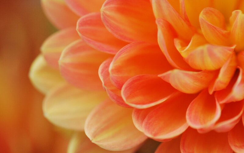 Close-up of an orange dahlia
