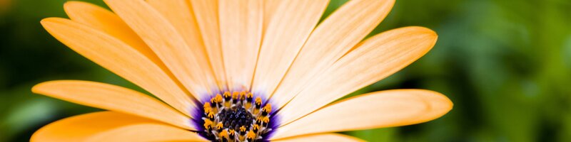 Close-up of an orange daisy