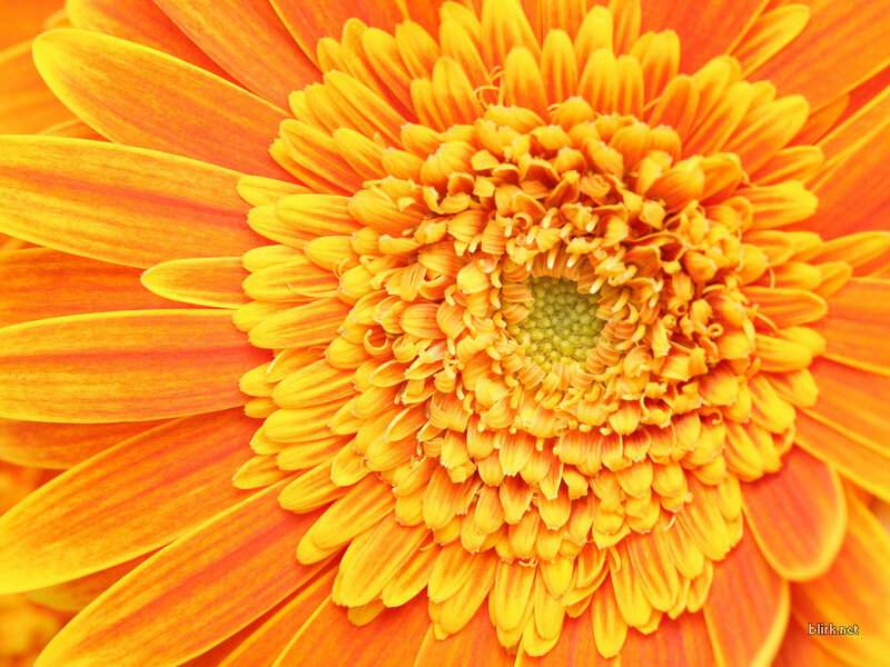 Close-up of an orange daisy