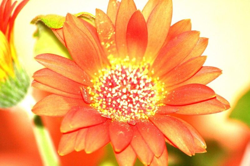 Close-up of an orange daisy