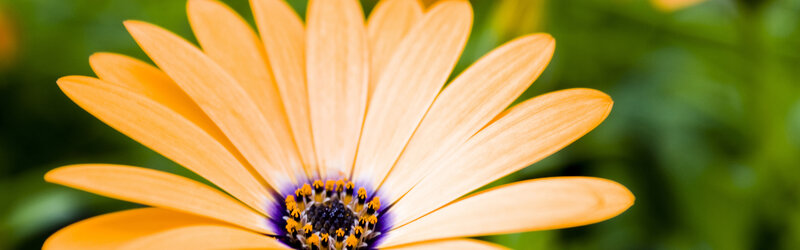 Close-up of an orange daisy