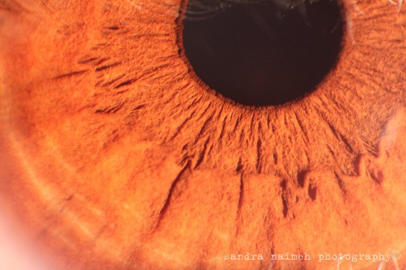 Close-up of an orange eye