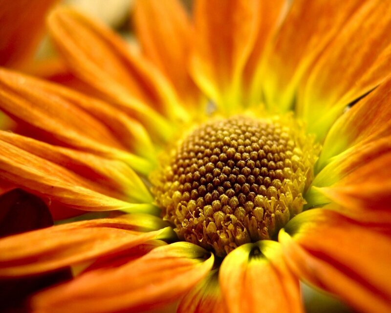 Close-up of an orange flower
