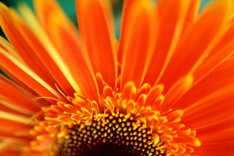 Close-up of an orange flower