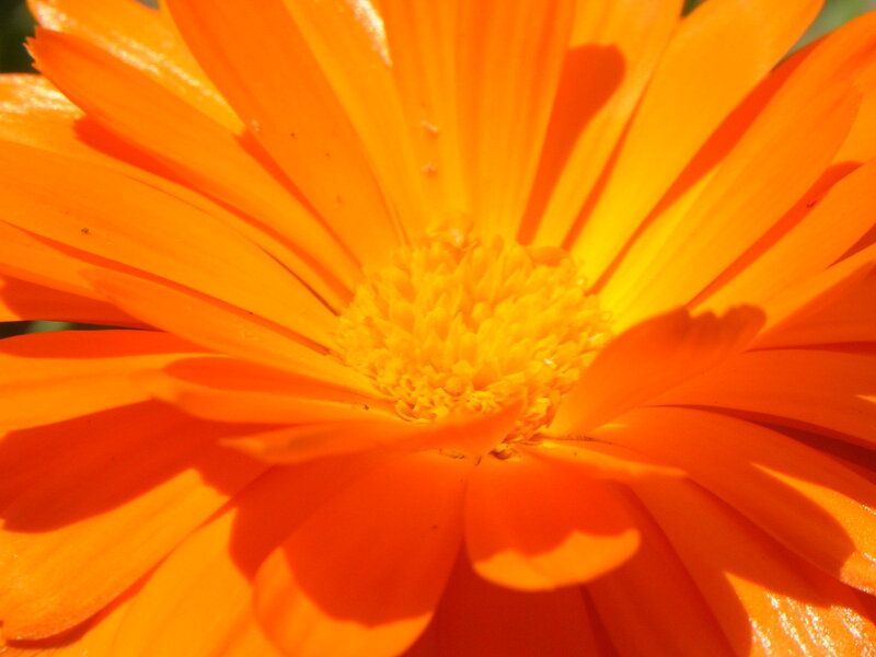 Close-up of an orange flower