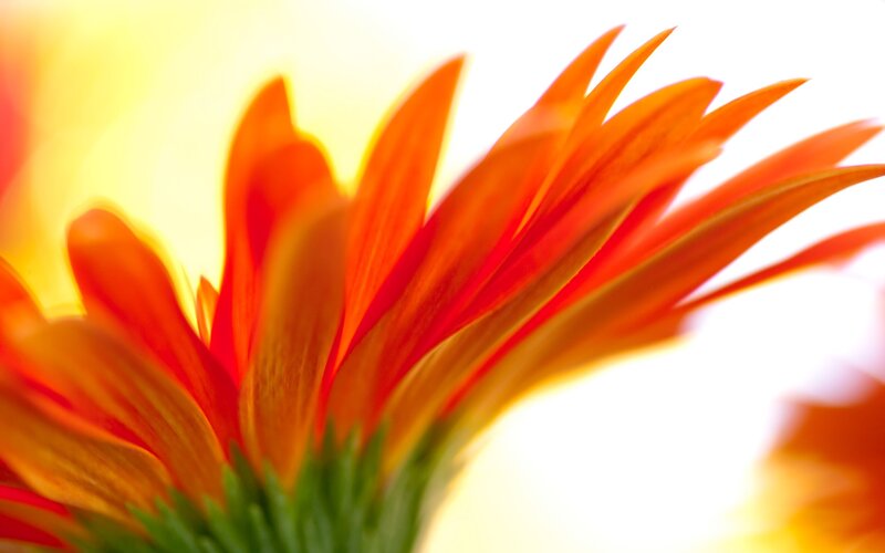Close-up of an orange flower