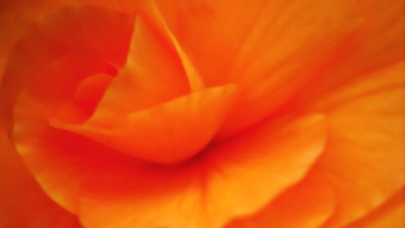 close-up of an orange flower