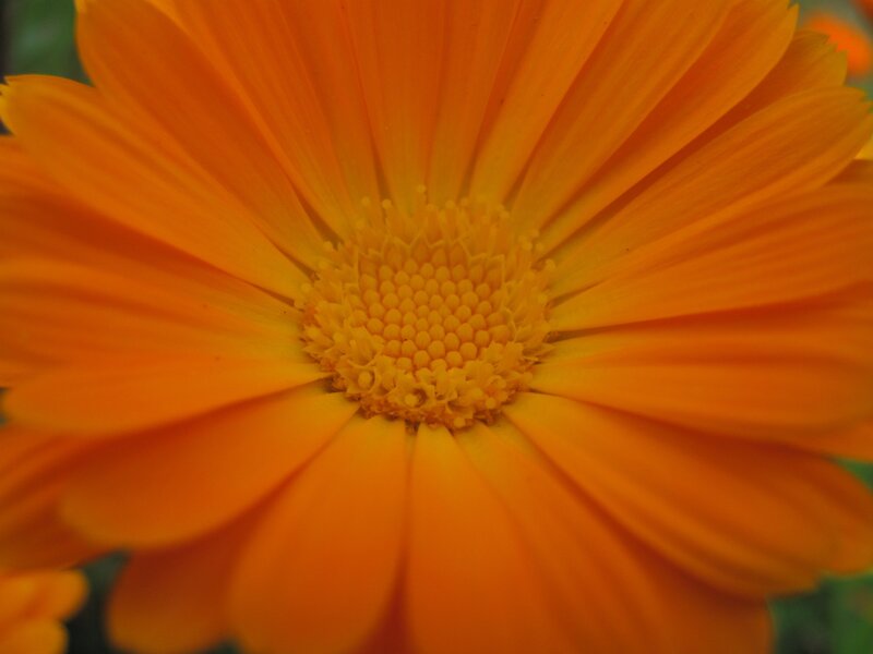 Close-up of an orange flower