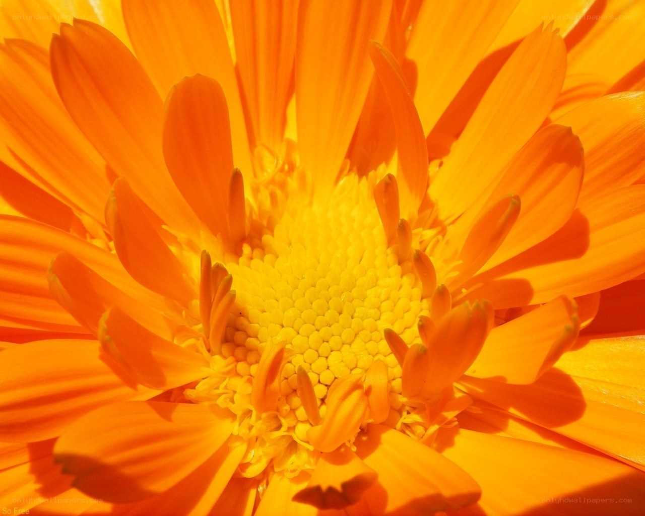 Close-up of an orange flower