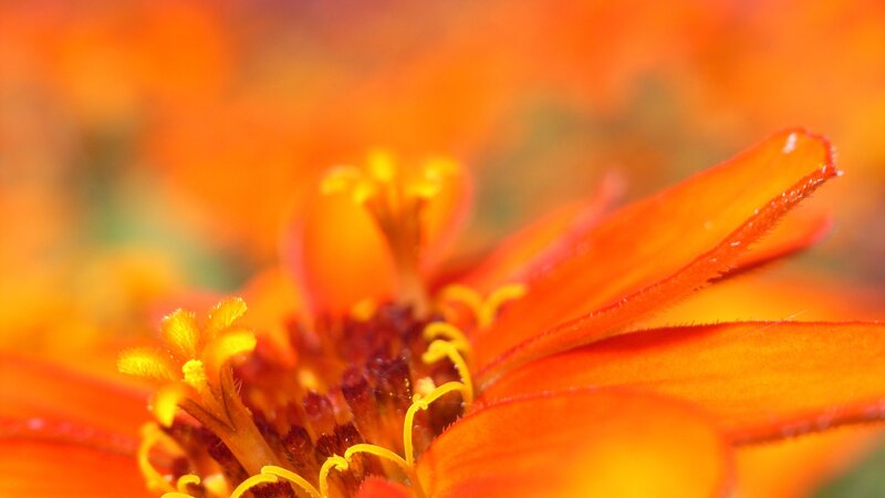 Close-up of an orange flower