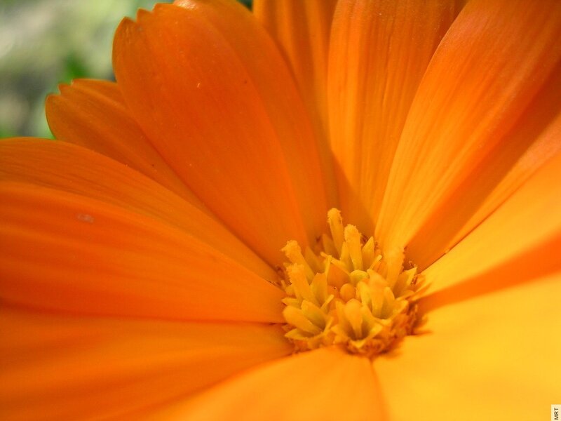 Close-up of an orange flower