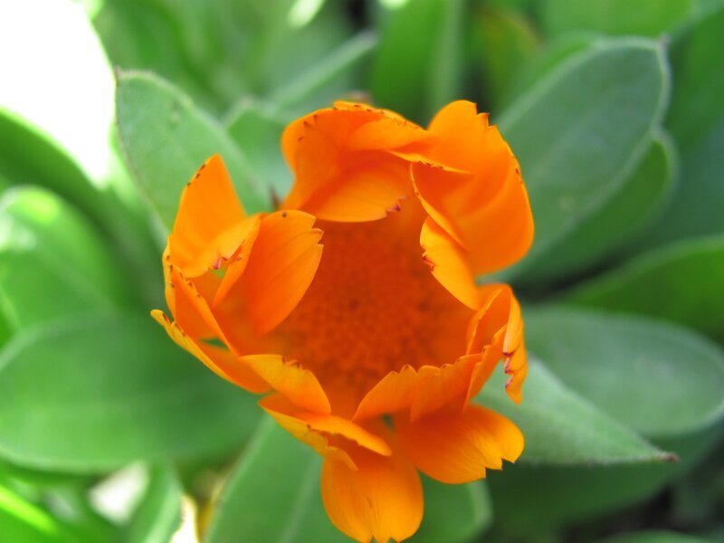 Close-up of an orange flower