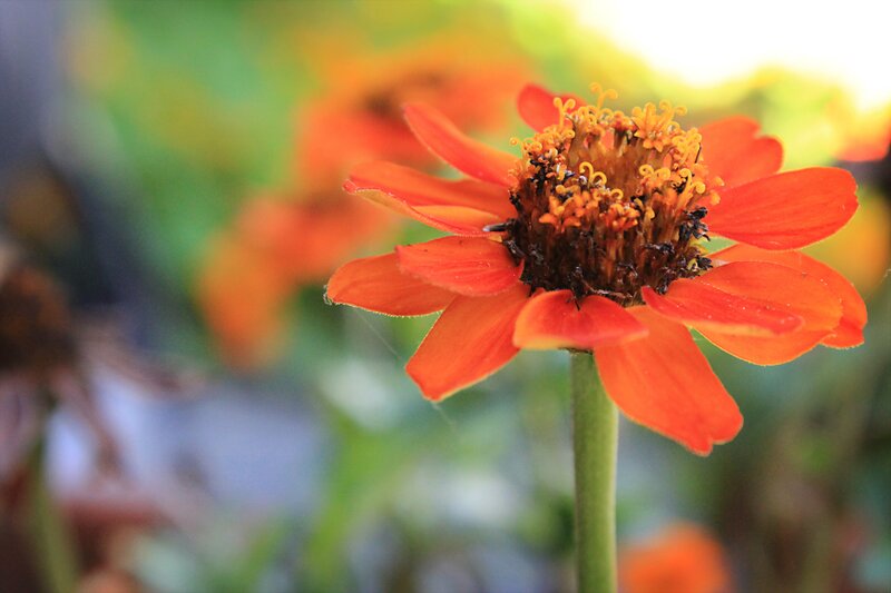Close-up of an orange flower