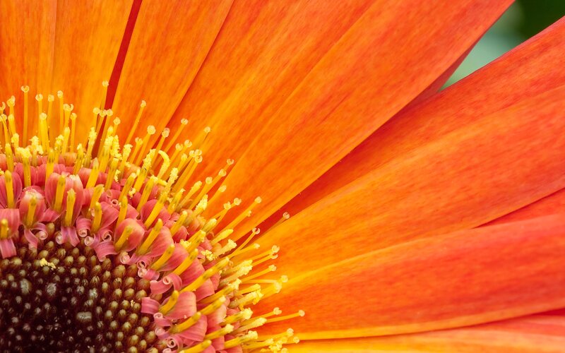 Close-up of an orange flower