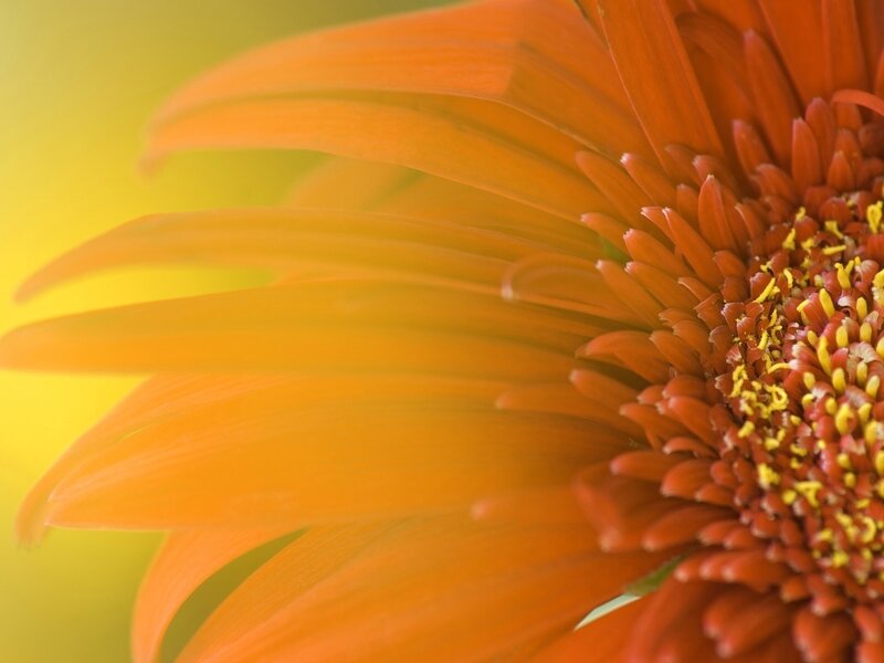 Close-up of an orange flower