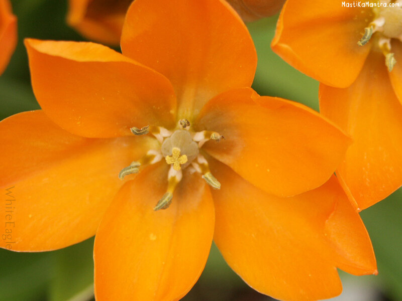Close-up of an orange flower