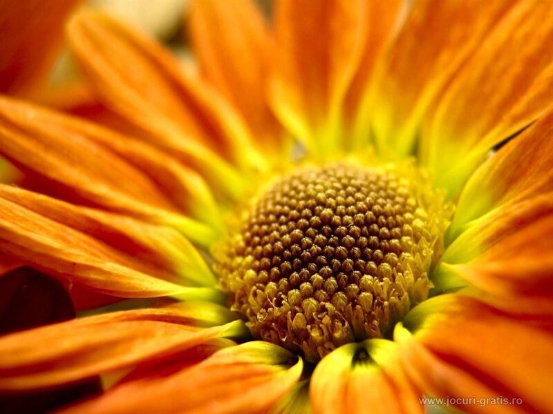 Close-up of an orange flower