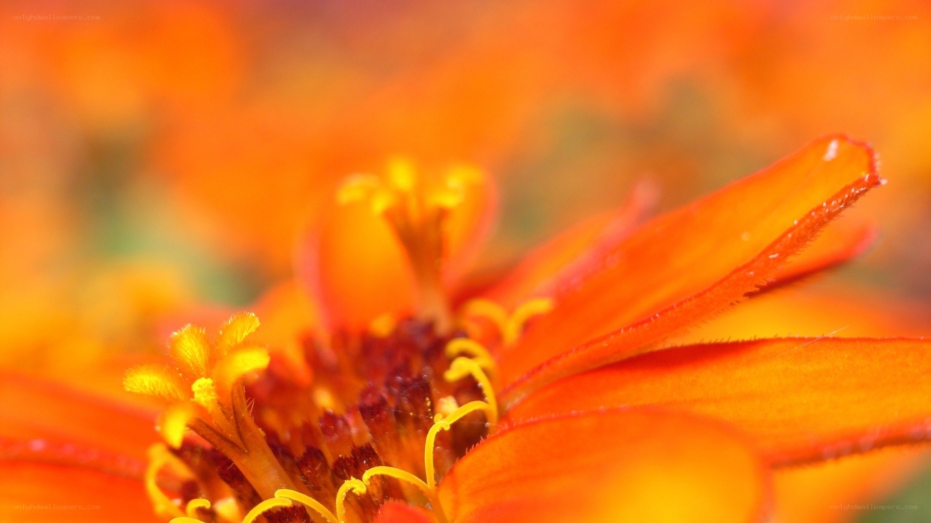 Close-up of an orange flower