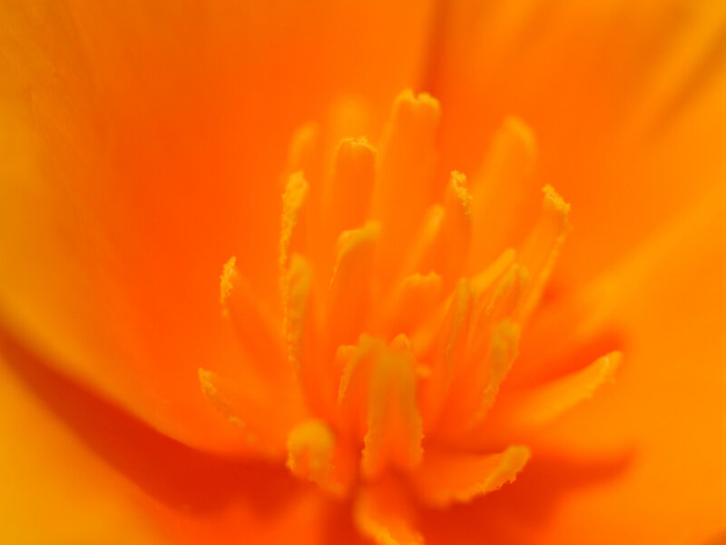 Close-up of an orange flower