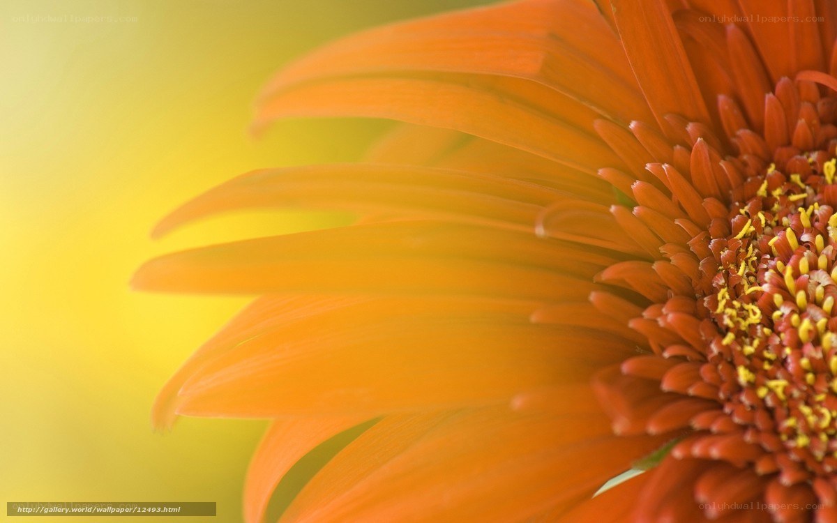 Close-up of an orange flower