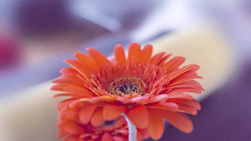 Close-up of an orange gerbera daisy