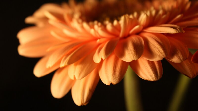 Close-up of an orange gerbera daisy