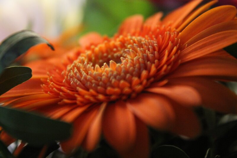 Close-up of an orange gerbera daisy