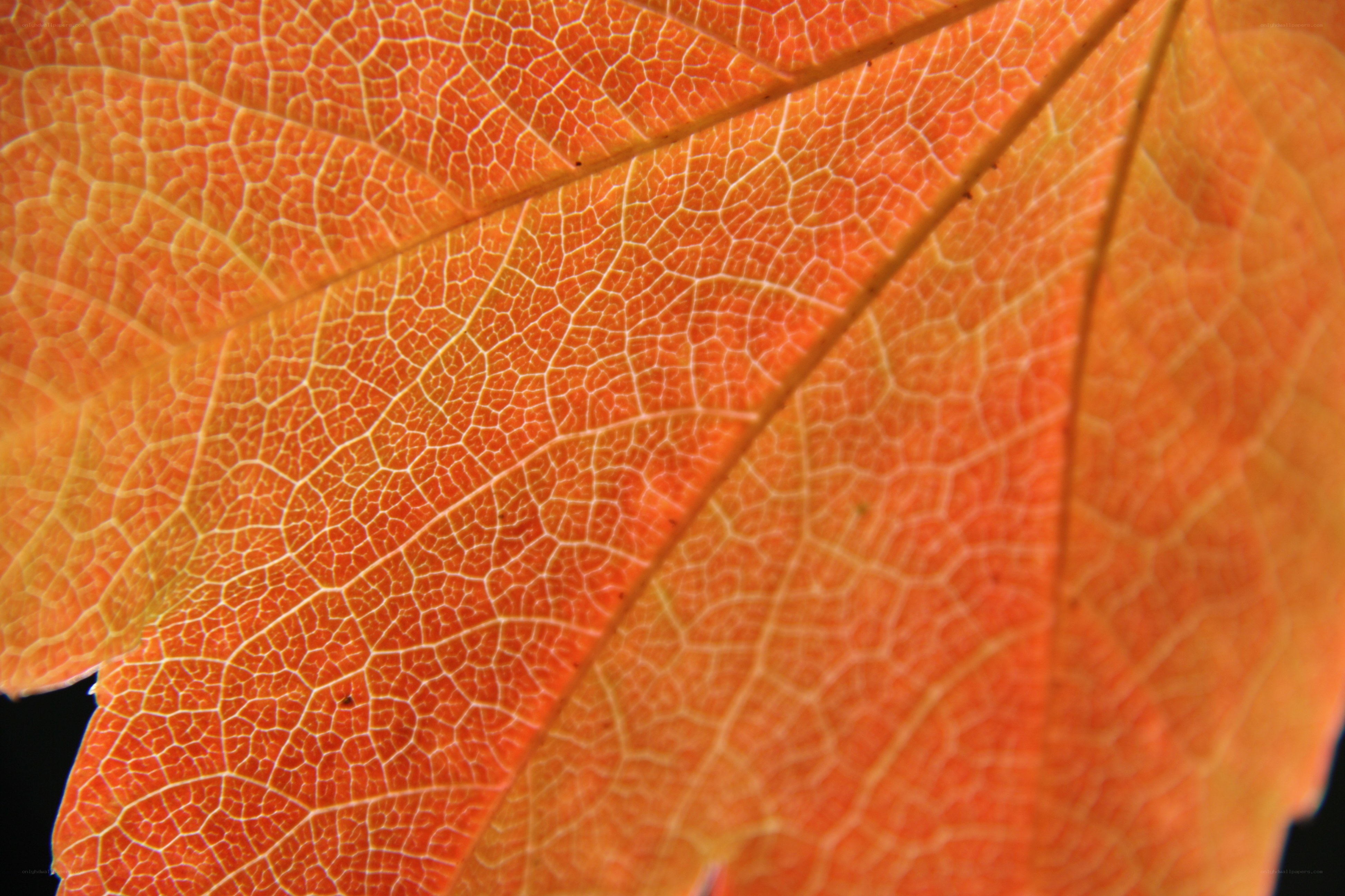 Close-up of an orange leaf