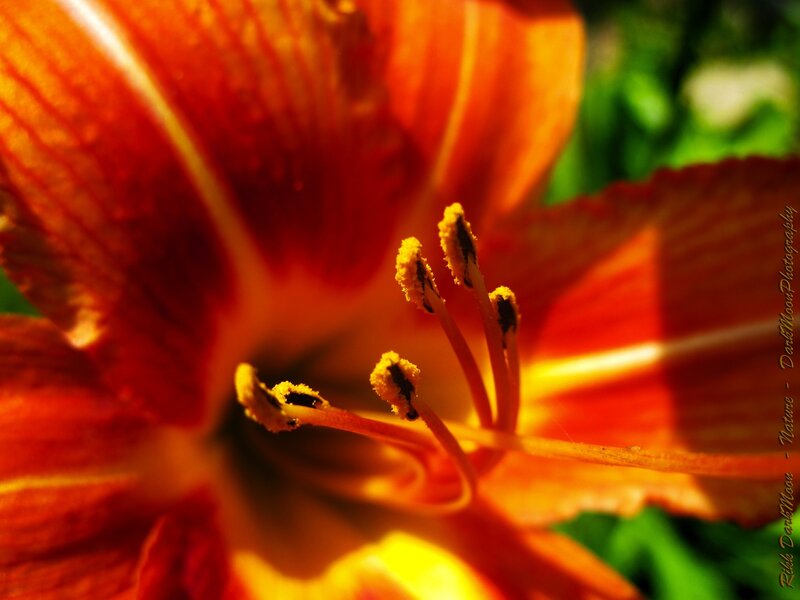Close-up of an orange lily