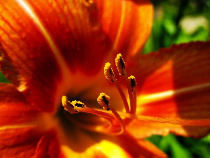 Close-up of an orange lily