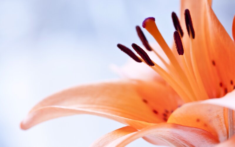 Close-up of an orange lily