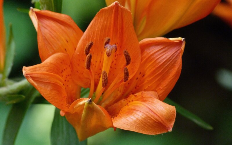 Close-up of an orange lily