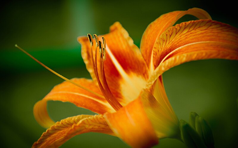 Close-up of an orange lily