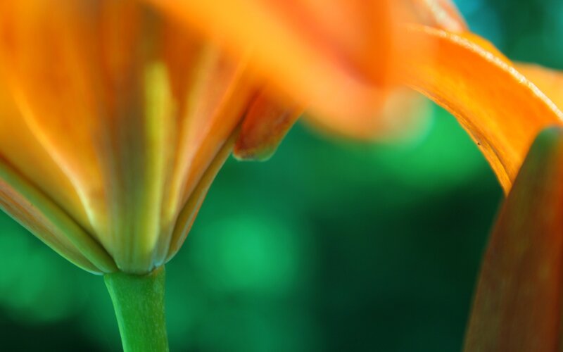 Close-up of an orange lily