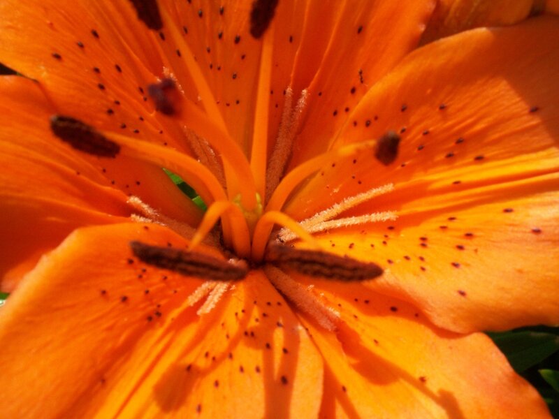 Close-up of an orange lily