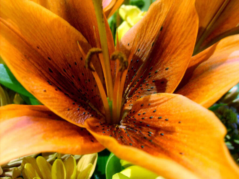 Close-up of an orange lily