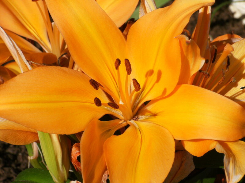 Close-up of an orange lily